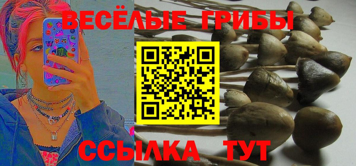 Галлюциногенные грибы Psilocybe Переславль-Залесский